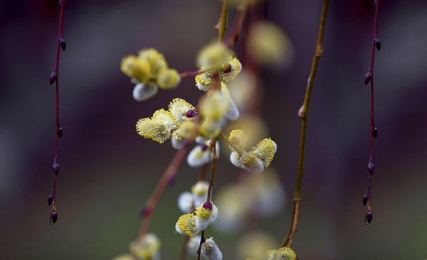 верба почки