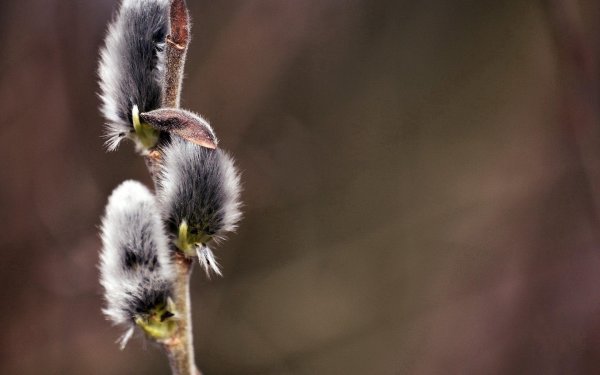 веточка вербы