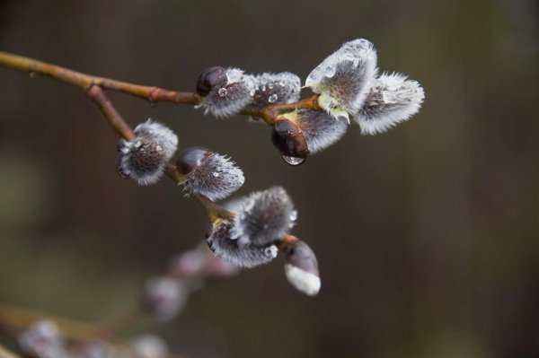 почки вербы