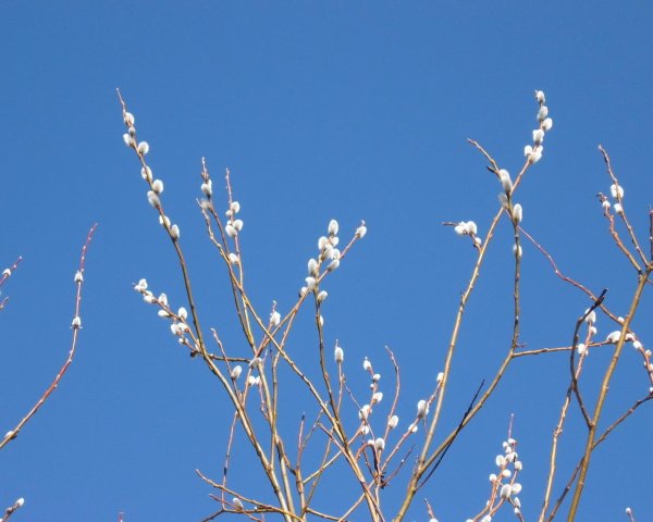 ветка вербы