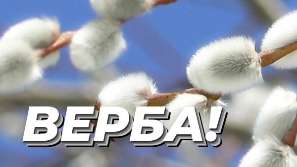 веточка вербы