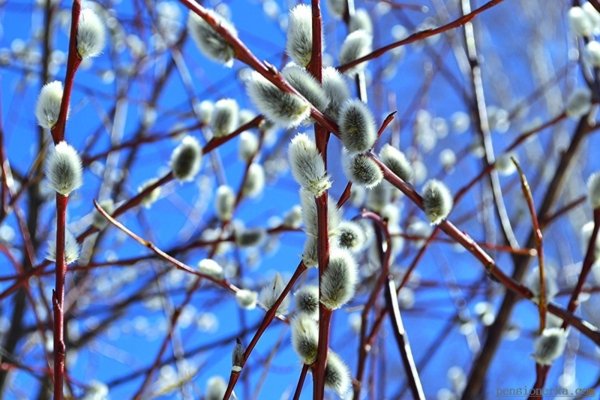 ветка вербы