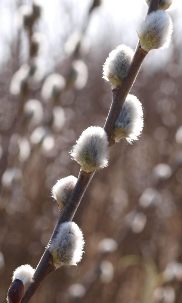 веточка вербы