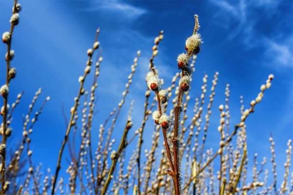 цветение вербы