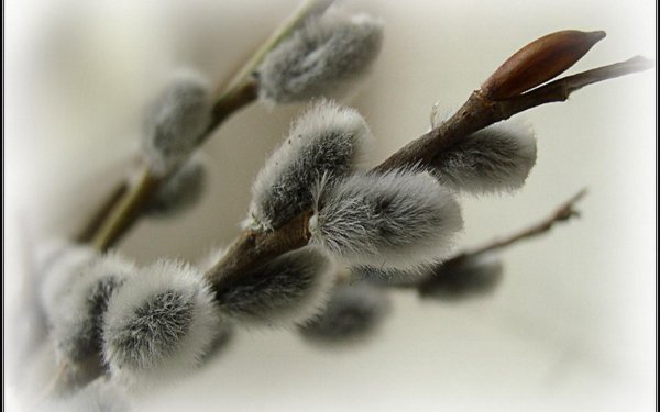 почки вербы