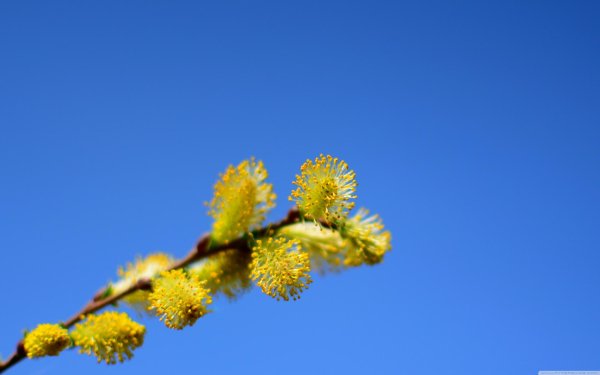 цветение вербы