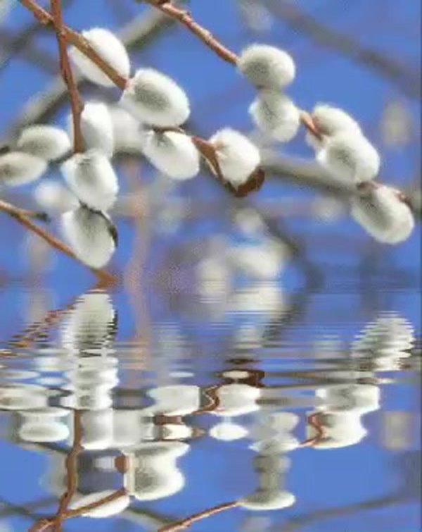 веточка вербы