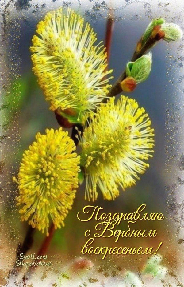поздравление с вербным воскресеньем