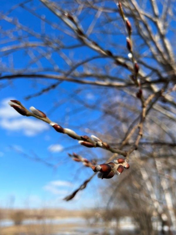 почки вербы