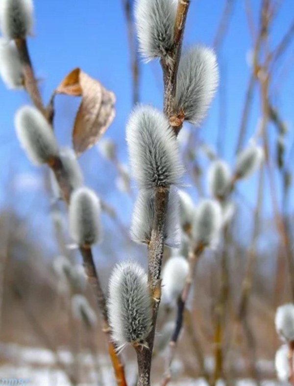 веточка вербы