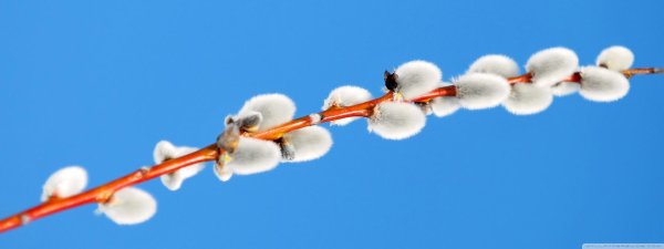 почки вербы