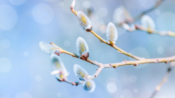 2103 весенний солнцеворот  вербоносица