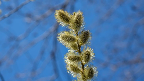 ветка вербы