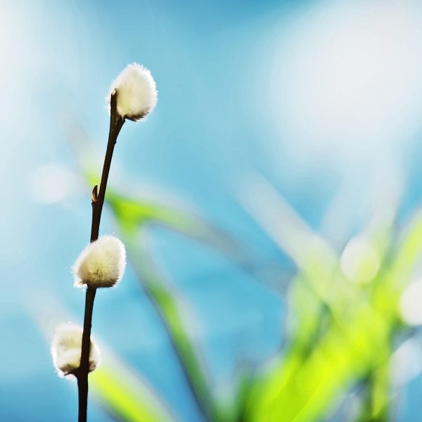 ветка вербы