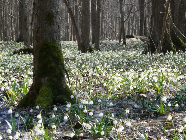 весенняя проталинка левитана