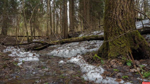 весенняя проталинка левитана