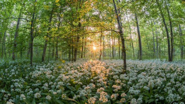 журавинка лесные цветы