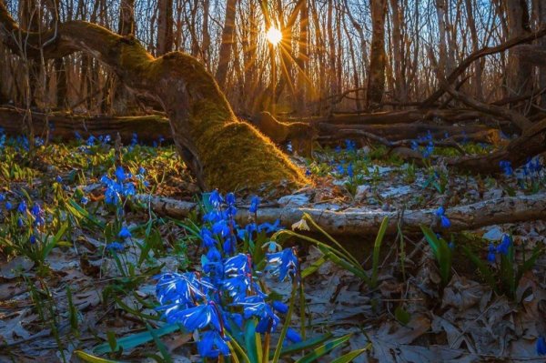 пролеска сибирская