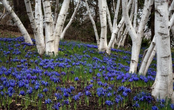 весенние лесные цветы