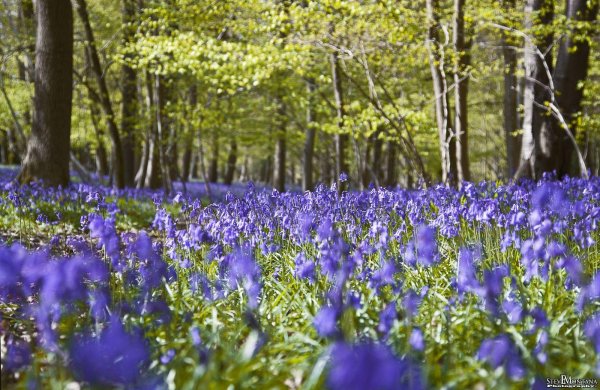 журавинка лесные цветы