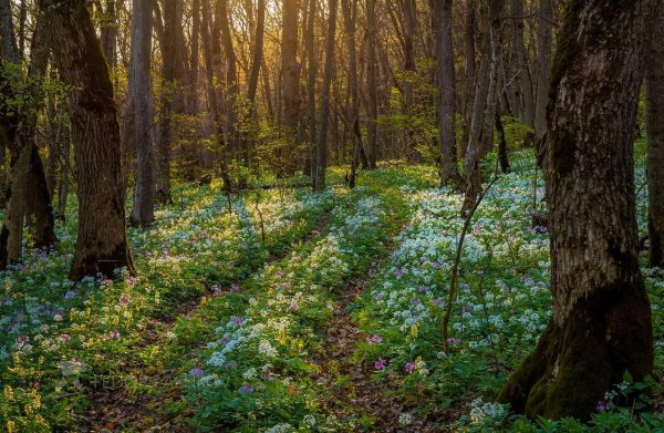 лес ранней весной