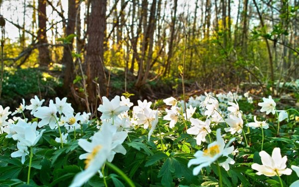 ветреница анемона лесная