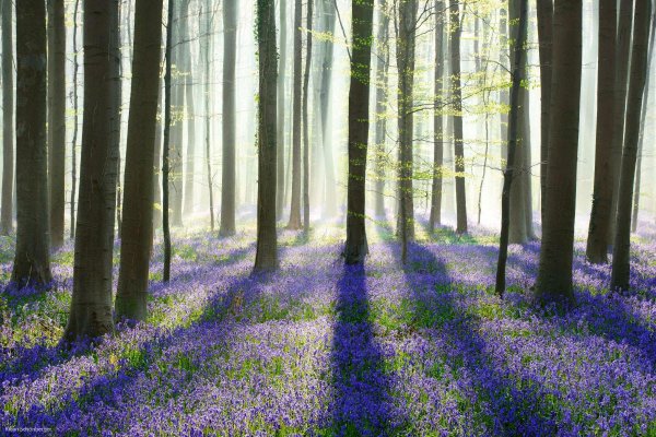 халлербос бельгия