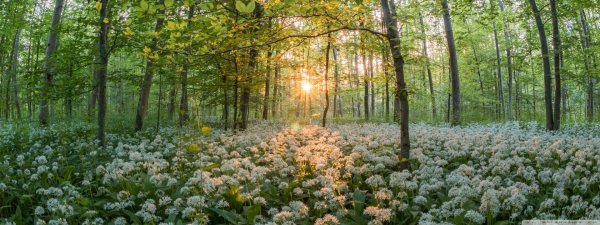 forest in the spring