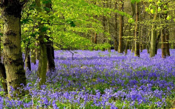beautiful bluebells