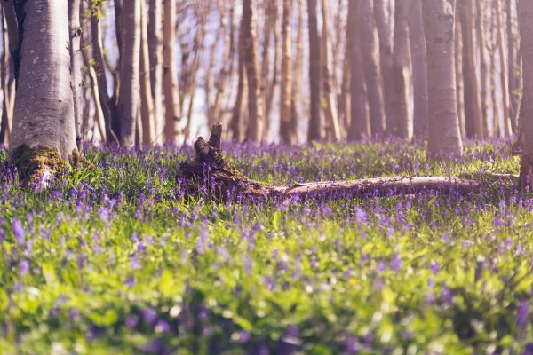 халлербос бельгия
