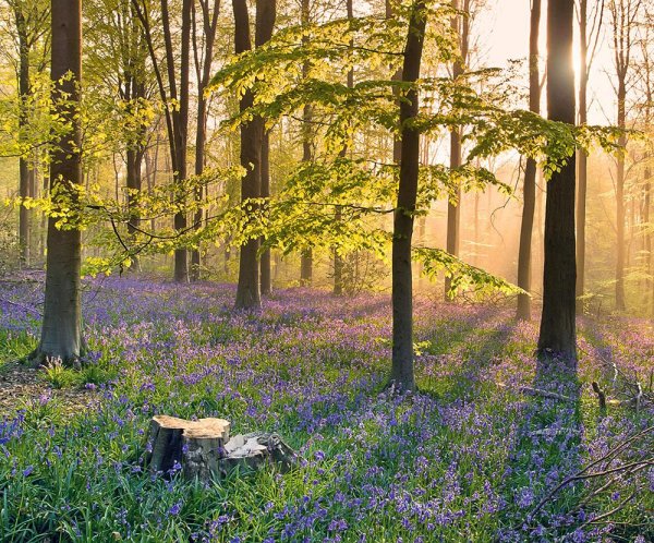 весенние пейзажи