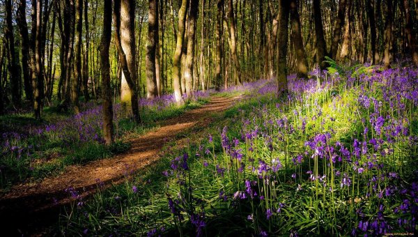 журавинка лесные цветы