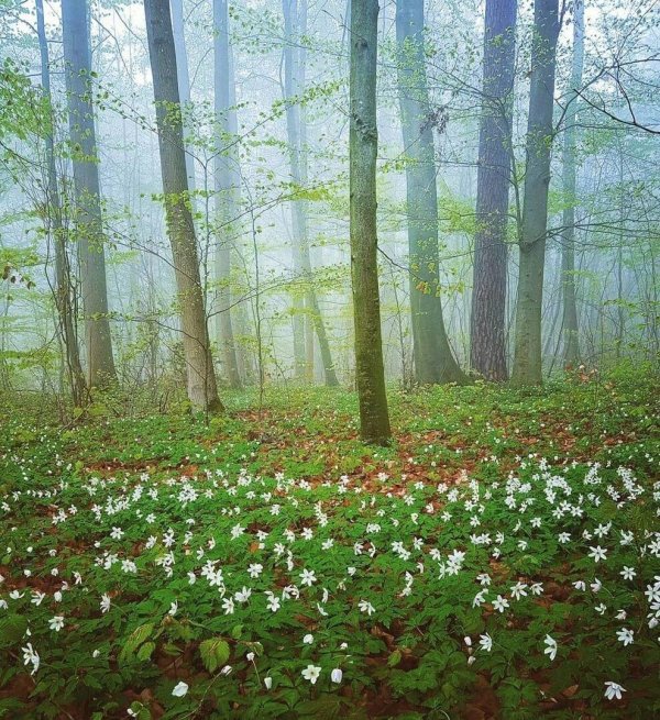 журавинка лесные цветы