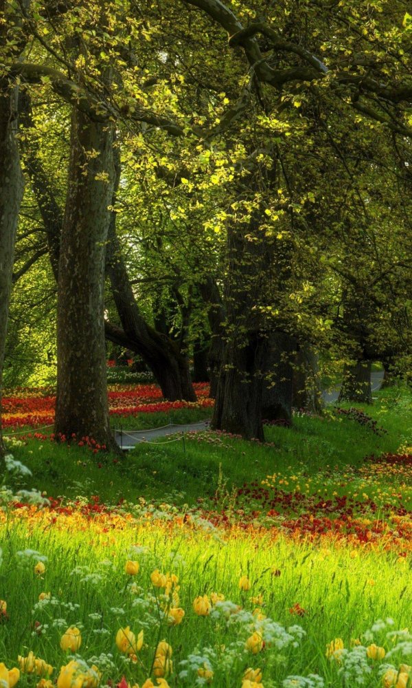 парк койкенхоф голландия