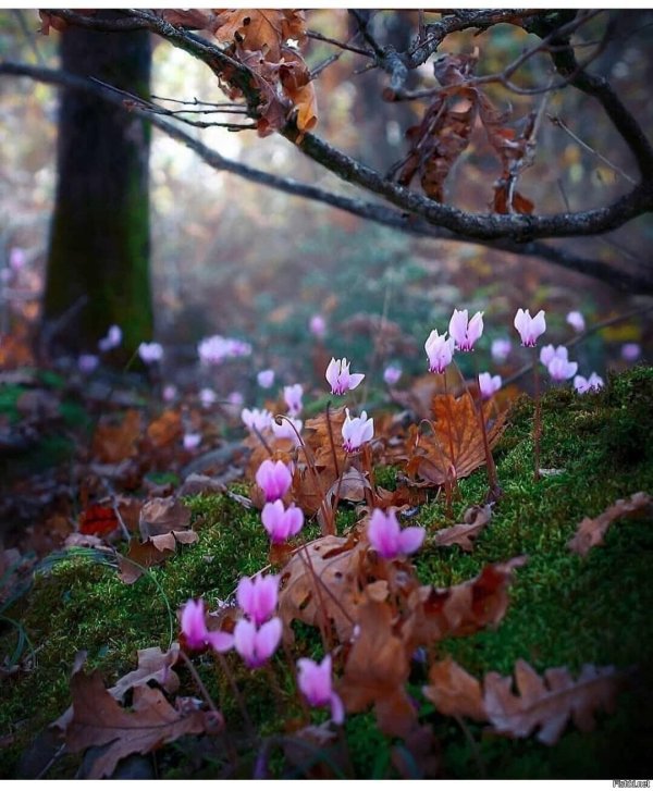 цикламен дряква альпийская фиалка