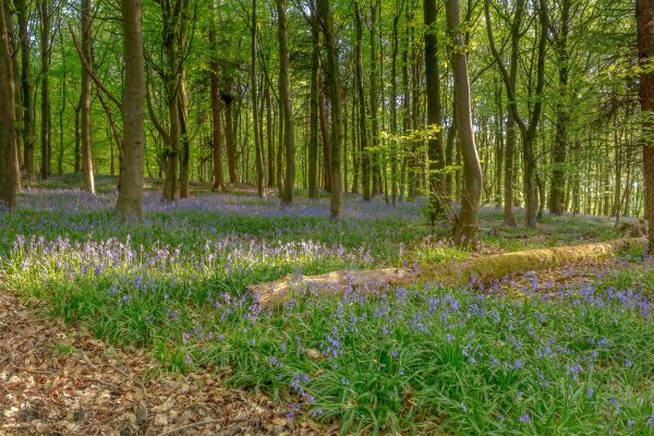 bluebell wood