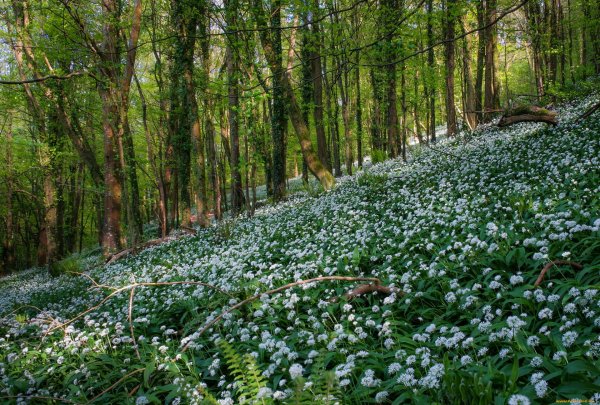 журавинка лесные цветы