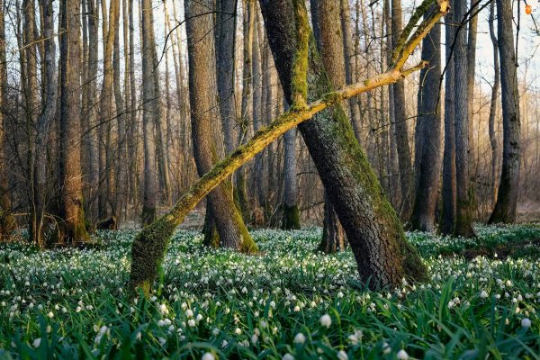 галантус подснежник поляна