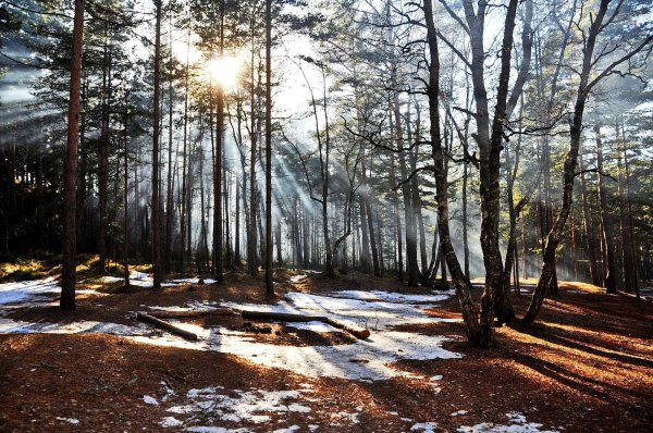 сосновый бор ранней весной