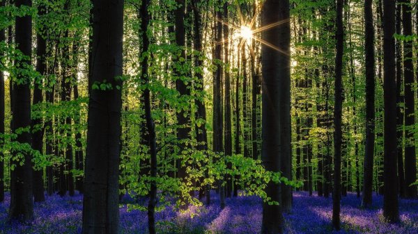 лес красиво