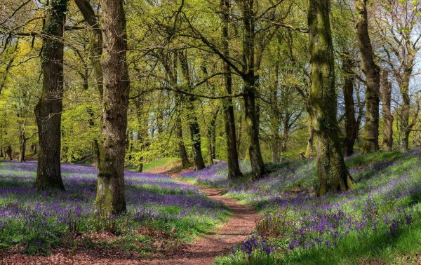 лес тропинка