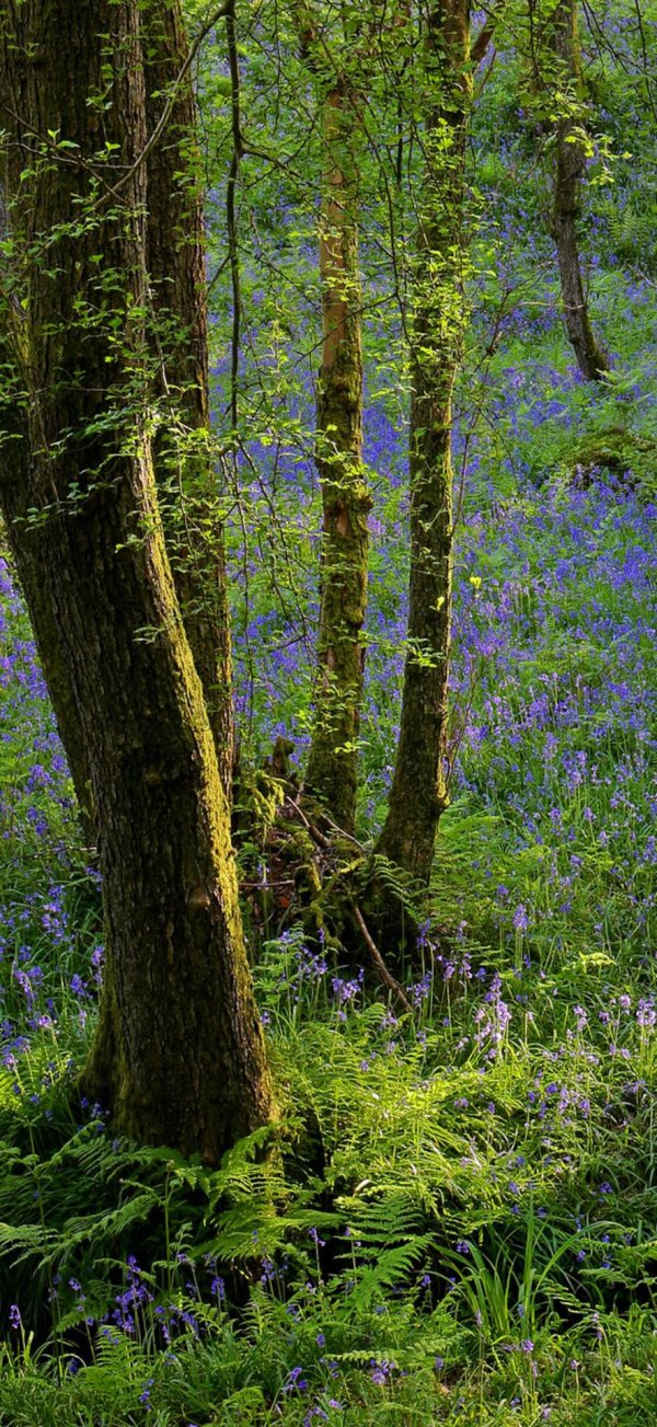 bluebell wood