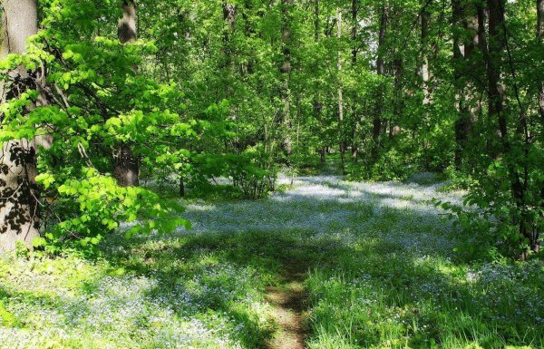 лесная опушка