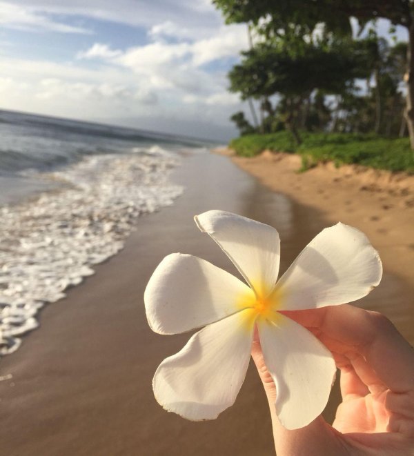 плюмерия франжипани
