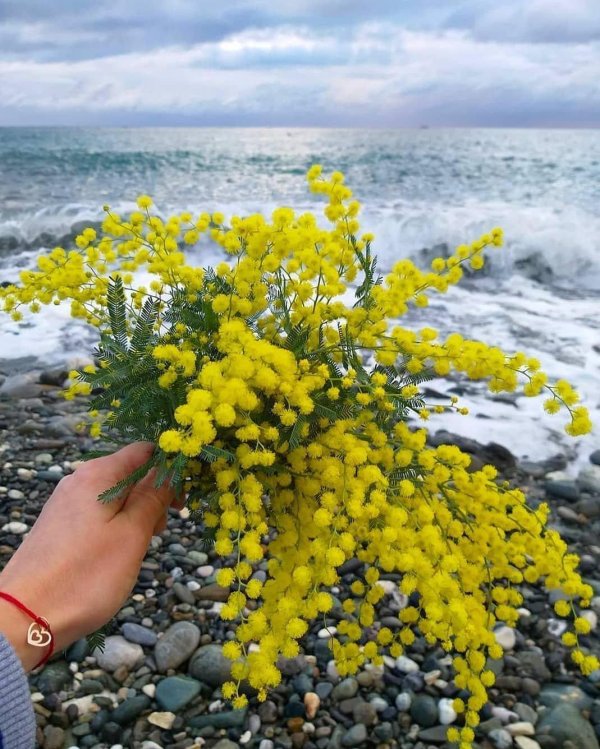 мимоза в абхазии