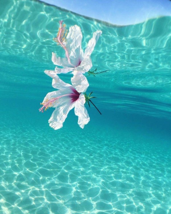 цветок на воде