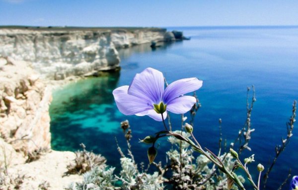лён обыкновенный долгунец