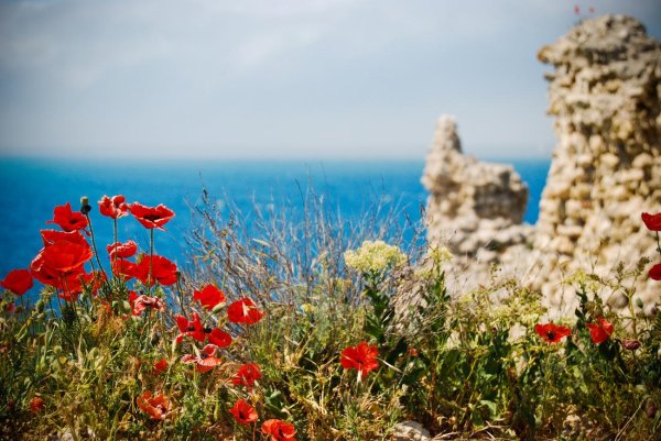 крымские маки херсонес