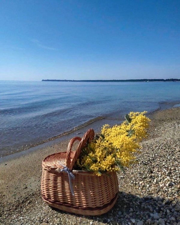 мимоза абхазия