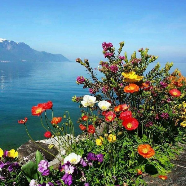 flower beautiful garden